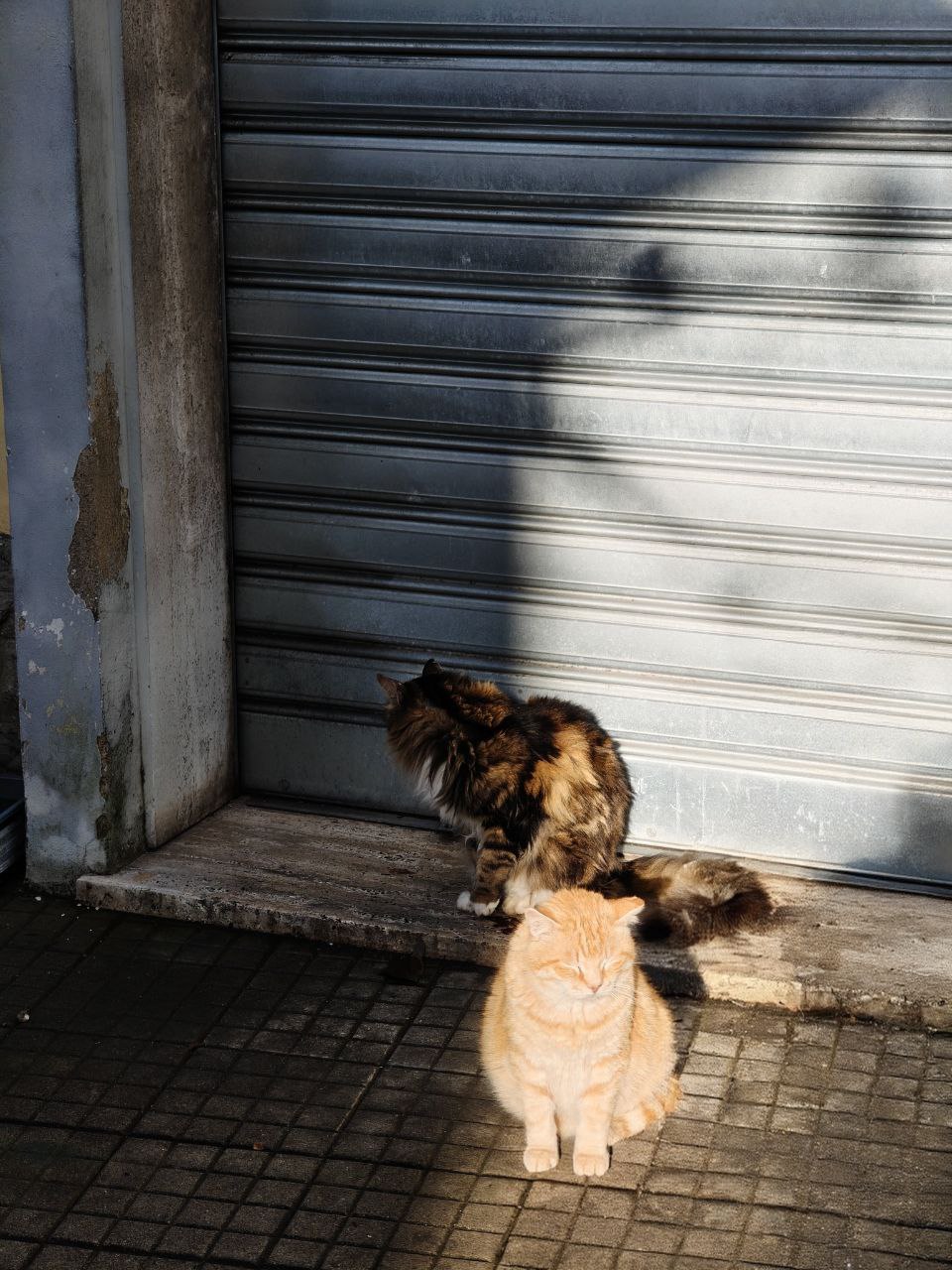 Two cats I met a few days ago